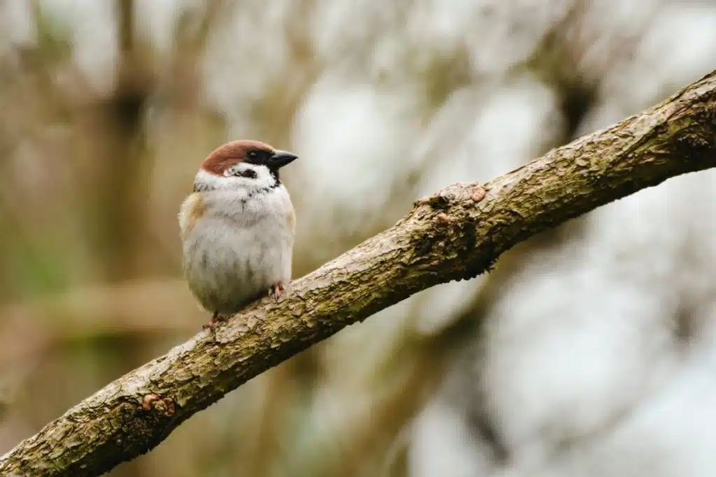 Garden Bird Fledglings